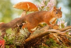 丛林精灵小松鼠高清桌面壁纸下载