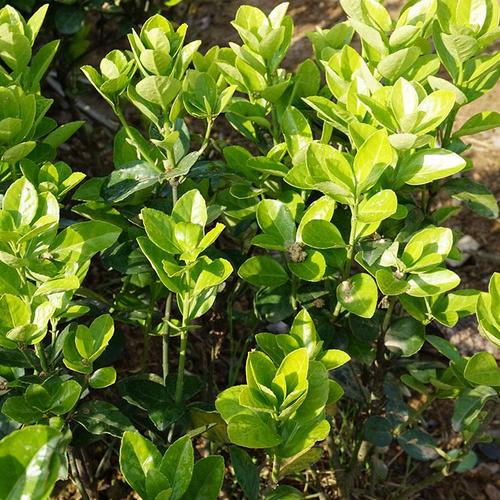【君威苗圃】绿篱植物批发 大叶黄杨苗 大叶黄杨价格实惠 规格齐全