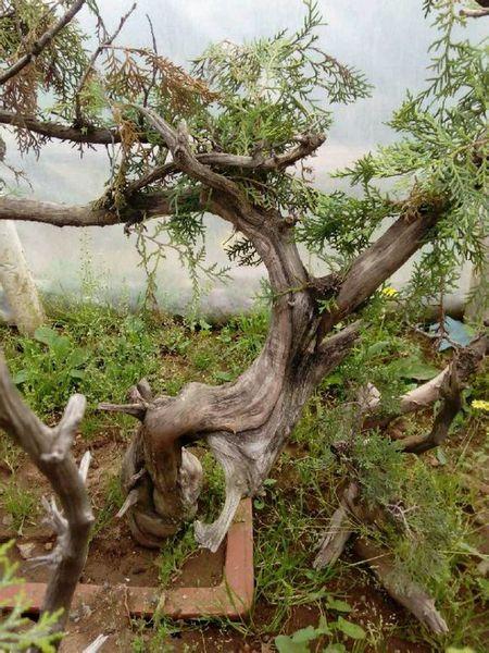 崖柏树详细资料和清晰图片