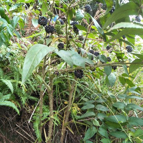 中药材野生红楤木茎鹰不扑根鸟不踏千枚针老虎刺黄龙苞海桐皮500g