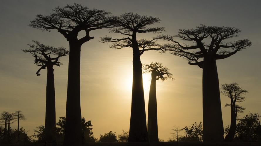 桌面壁纸 风景 树木植物 > 高清猴面包树图片 显示:√欣赏模式   全屏