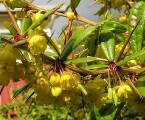 刺黄连 黄金刺树苗现挖发货易成活可地种盆栽药用观赏三颗针包邮