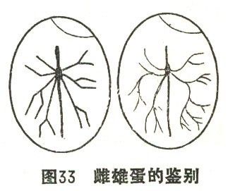 如何鉴别鸽蛋的性别
