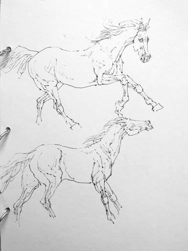 马的线描习作