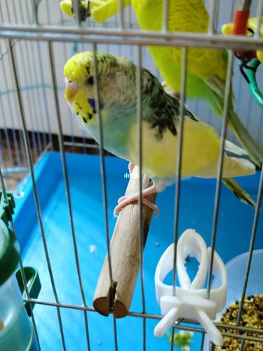 鹦鹉_条纹_虎皮鹦鹉_宠物_宠物