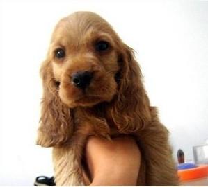 可卡犬幼犬出售_英可卡犬幼犬出售_可卡犬幼犬_ 可卡