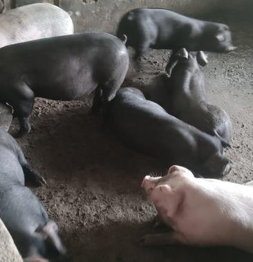 太湖母猪杜洛克母猪大约克母猪