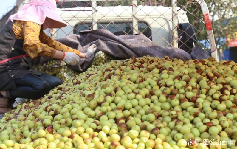 冬枣收购近尾,昔日枣农如今变身枣贩,收上百斤冬枣仅花8元