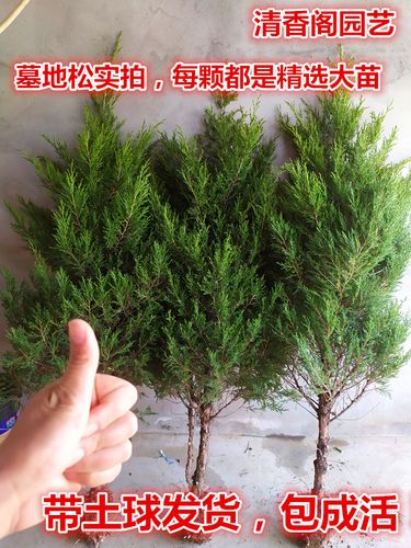 清明松墓地松 松树苗扫墓树苗松柏侧柏桧柏金柏蜀桧柏树苗 宝塔松