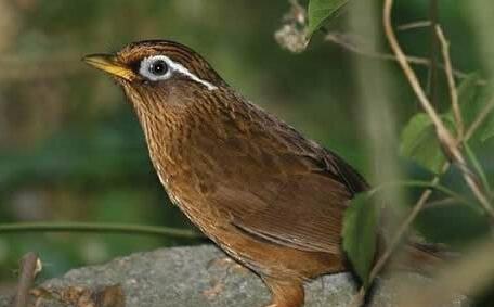 画眉鸟叫声说明