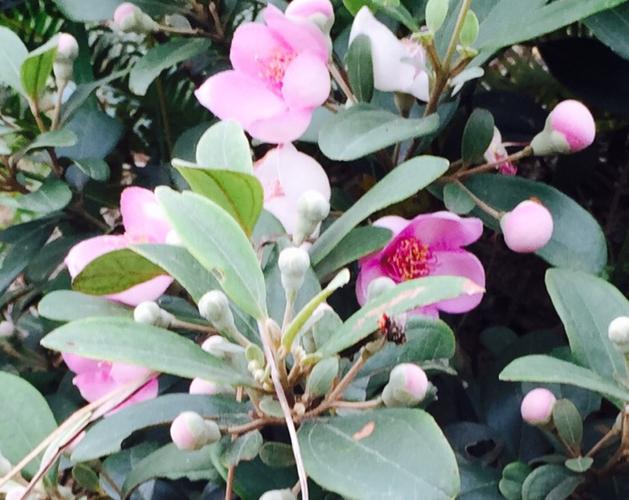 山稔花
