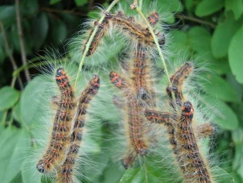 斗门人在树上见到这虫子千万要躲开,人见人怕还有毒!