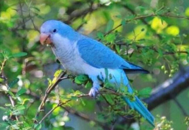 蓝银丝和尚鹦鹉特点