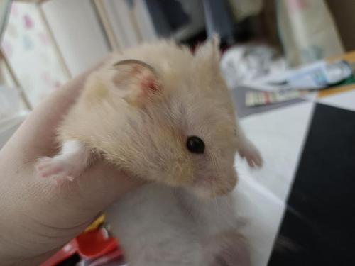 大家的金丝熊都吃什么