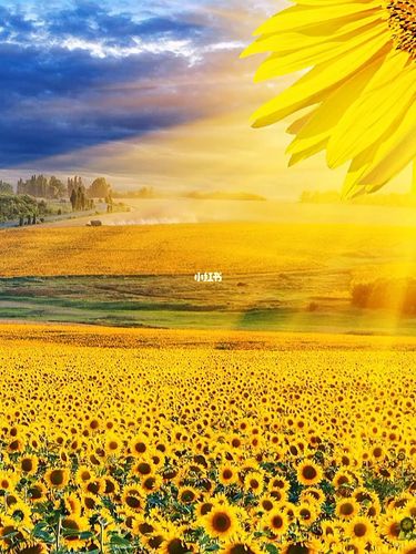 向日葵_向日葵_鸡汤_励志_励志鸡汤句子_情感_励志鸡汤