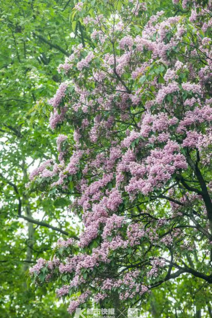 最近杭州的百年古楸树们都开花了,哪里可以看到?