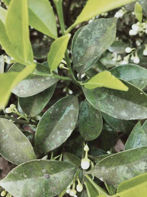 请问专家煤烟病在花期和高温情况下使用什么药物治疗