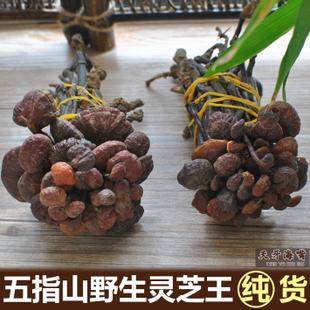 海南五指山野生灵芝 野生灵芝王 小红灵芝野生红芝长颈灵芝50g