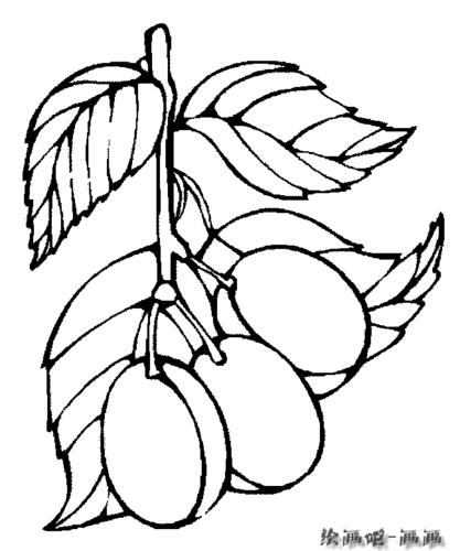 梅子简笔画步骤图片大全