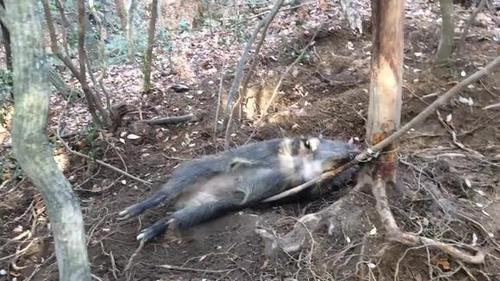 一次可以抓到6只,这野猪数量太多了