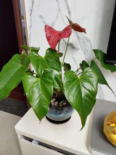 3种"吉祥花",漂亮好养,放在家里,养人旺财旺运气!