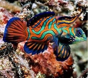 五彩青蛙 圆点青蛙皇冠青蛙活体海水观赏鱼宠物养定发货快递包活