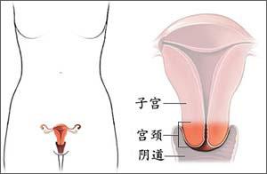 纪小龙解读女性健康密码---认识宫颈