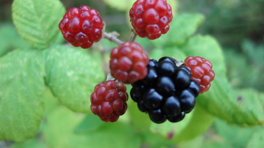 生命之果覆盆子