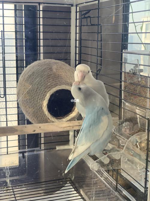 牡丹鹦鹉,蓝闪派 蓝伊莎