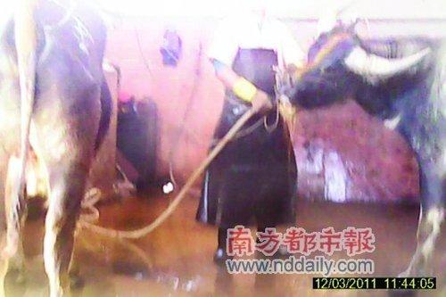 晨风宰杀女人吃肉那伙人抓住了吗应该都枪毙,个人觉得应该不是真的