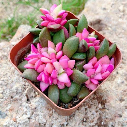 悦芳华多肉植物吹雪之松锦群生多头卡日松锦客厅防辐射花卉盆栽特价