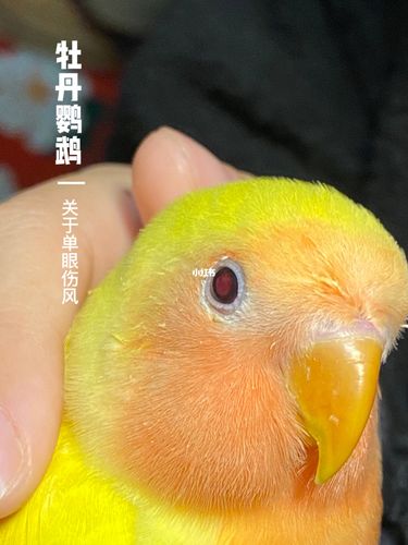 牡丹鹦鹉|关于单眼伤风_鹦鹉_牡丹_清洁_小洲村自由行