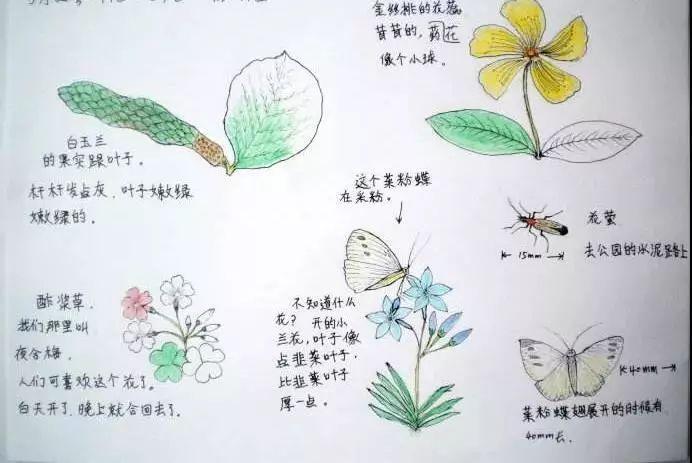 春花物语 | 春天,带孩子来钱江新城上一堂亲子自然笔记公益课吧!