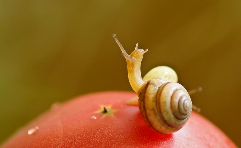 小清新蜗牛壁纸可爱坚强的蜗牛