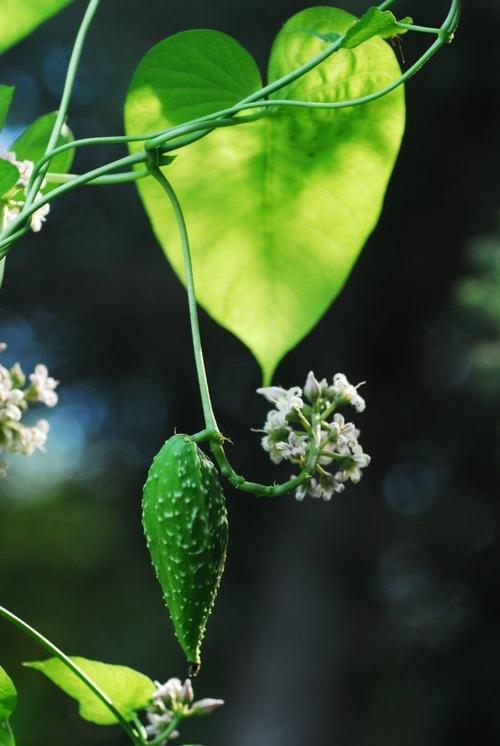 门:被子植物门 纲:双子叶植物纲 目:捩花目 科:萝藦科 属:萝藦属 种