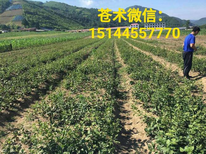 苍术 北苍术 枪头菜 白茬苍术