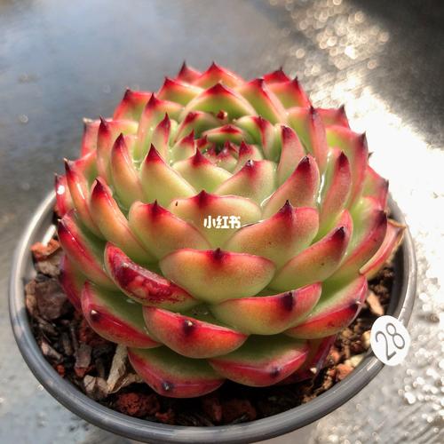 月亮石多肉植物一物一拍_多肉植物_家居家装_家居装饰