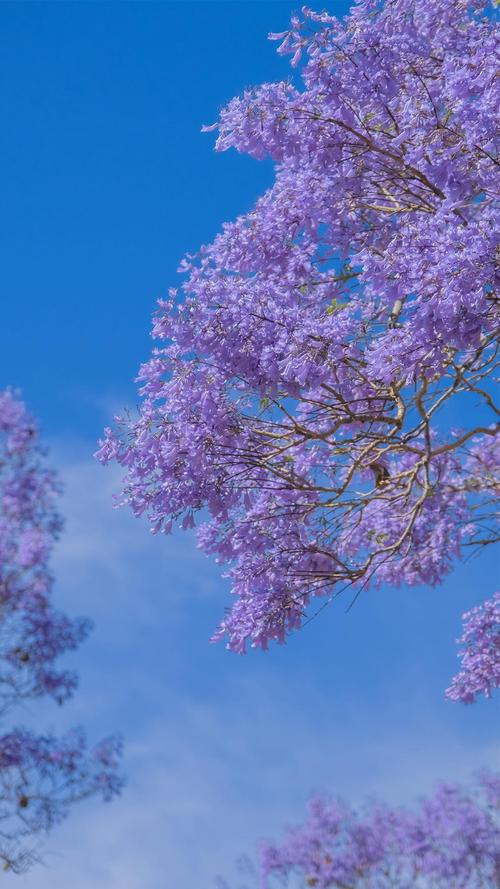 蓝花楹唯美清新摄影,植物-手机壁纸