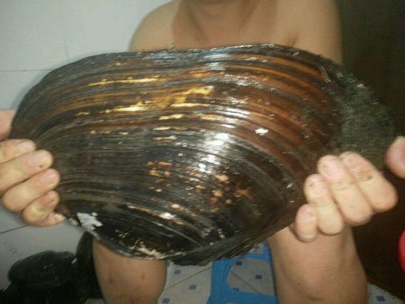 钓鱼又空军了,结果下水摸到一车巨型河蚌 这下我发财喽
