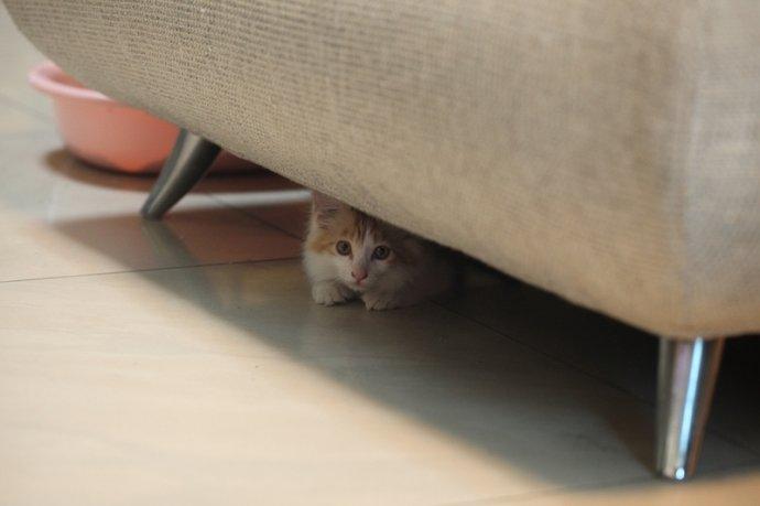胆小如猫