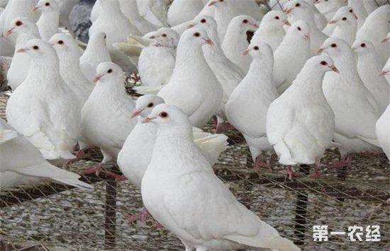 养鸽过程中需要熟知的五种鸽子行为