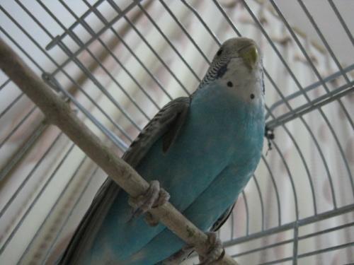 虎皮鹦鹉鉴别雌雄 附图