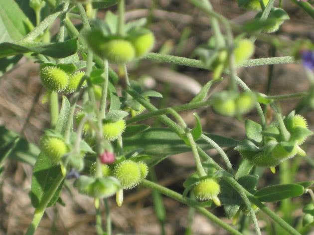 即便小小植物也有大价值,这包含的优点就宝贵了.