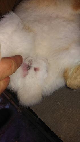 兔子的蛋蛋被咬,为什么呢?