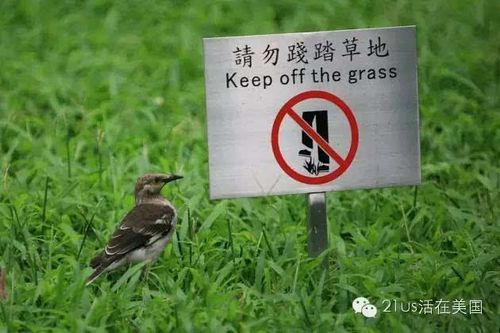中国的大城市很多草坪上会有一根标语:请勿践踏草地.