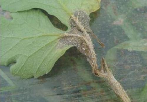 西瓜蔓枯病——危害西瓜的真菌病害,造成西瓜病株提早