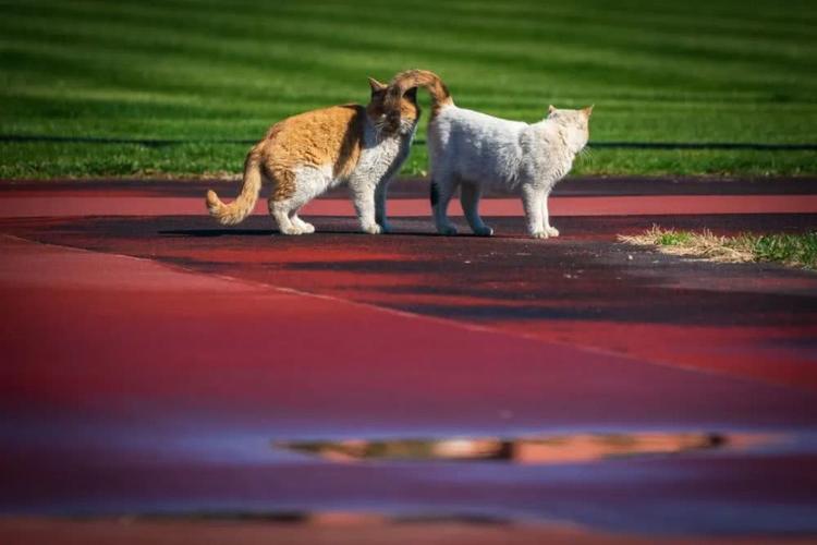 阳光真好 猫咪结伴出来遛弯啦