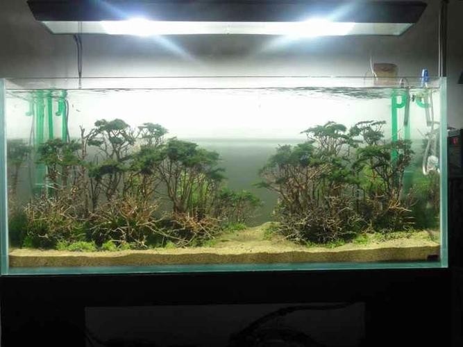 60cm有点荷兰景风格的石头造景下一篇:小缸荷兰景石头混搭草缸造景