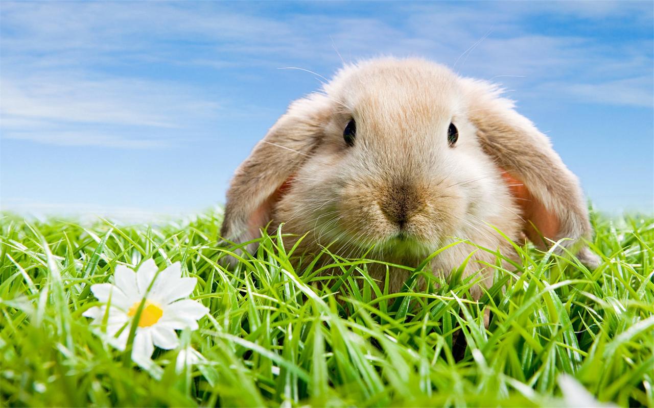 可爱兔子电脑壁纸_萌宠可爱的小兔子