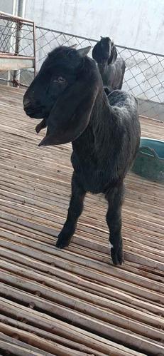 大耳朵山羊好喂养吗